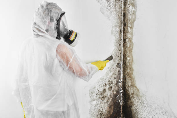 Professional Mold Removal in Pecos, TX