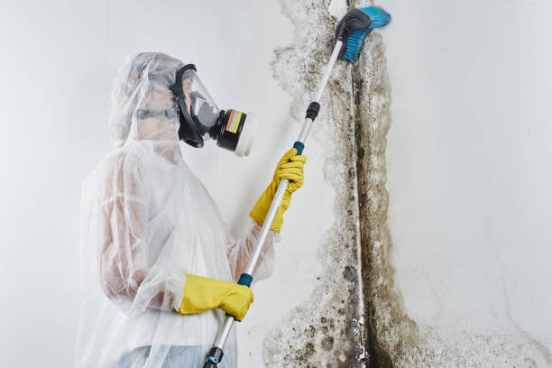 Best Certified Mold Removal  in Pecos, TX