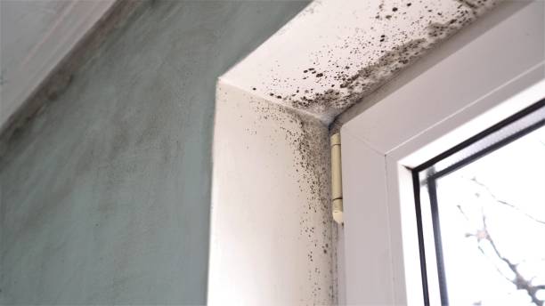 Best Home Mold Removal  in Pecos, TX