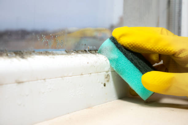Best Best Mold Removal Companies  in Pecos, TX