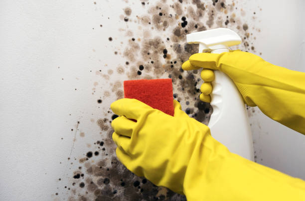 Best Toxic Mold Removal  in Pecos, TX