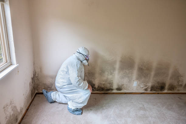 Best Commercial Mold Removal  in Pecos, TX
