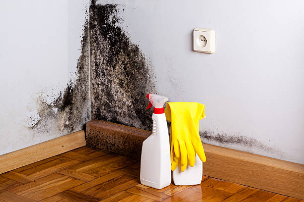 Best Fast Mold Removal  in Pecos, TX